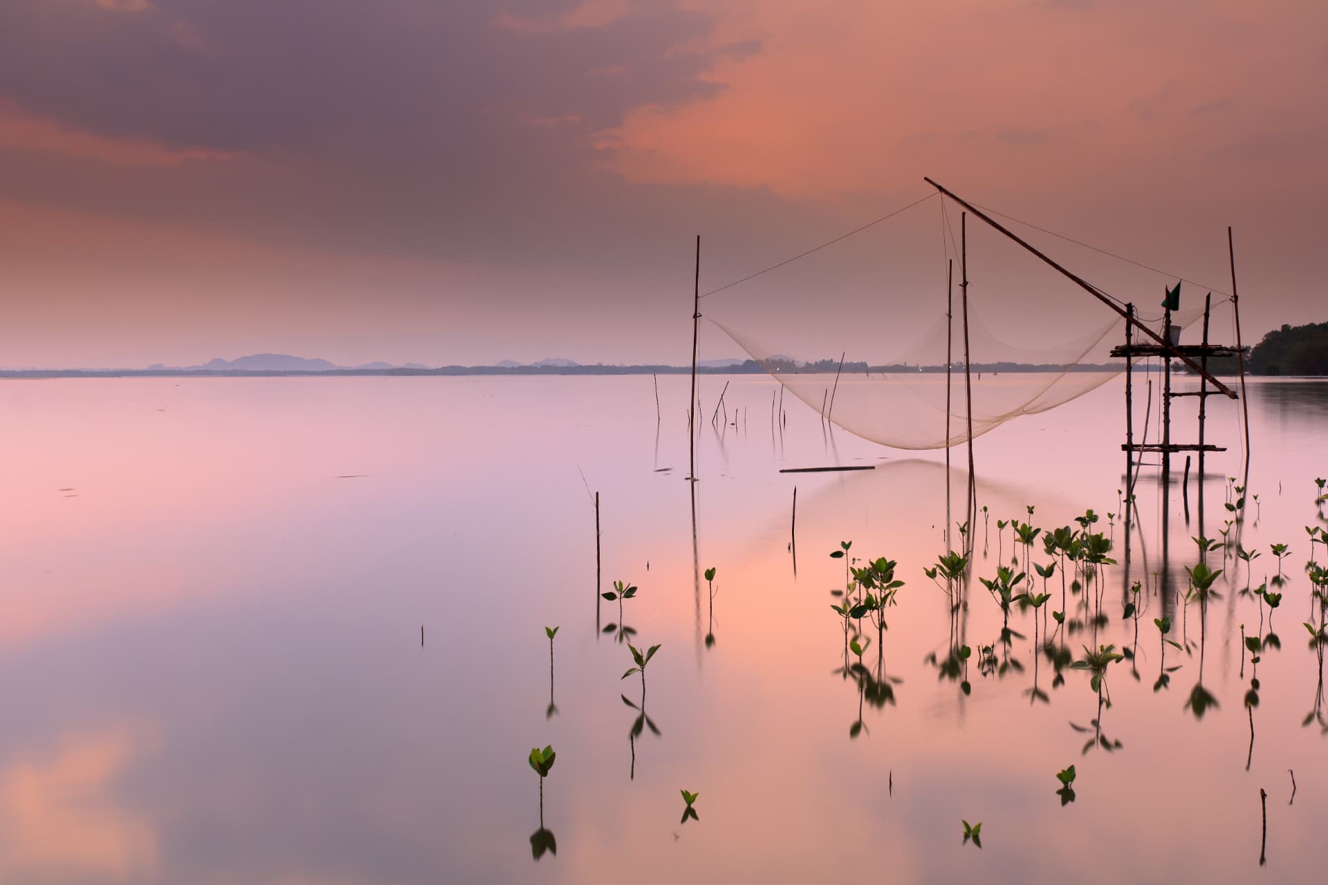 Chinese fishing nets reflected in Kerala's pink evening light