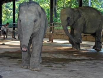Among the elephants at Pinnawala